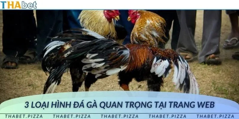 Trải nghiệm 3 loại hình đá gà siêu đỉnh cùng những trận đấu mãn nhãn