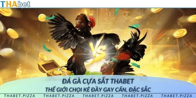 Đá gà cựa Sắt THAbet - Thế giới chọi kê đầy gay cấn, đặc sắc