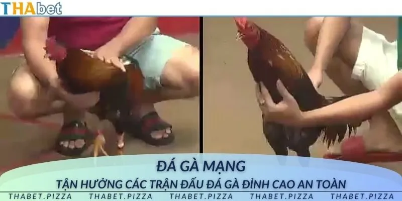 Đá gà mạng - Tận hưởng các trận đấu đá gà đỉnh cao an toàn